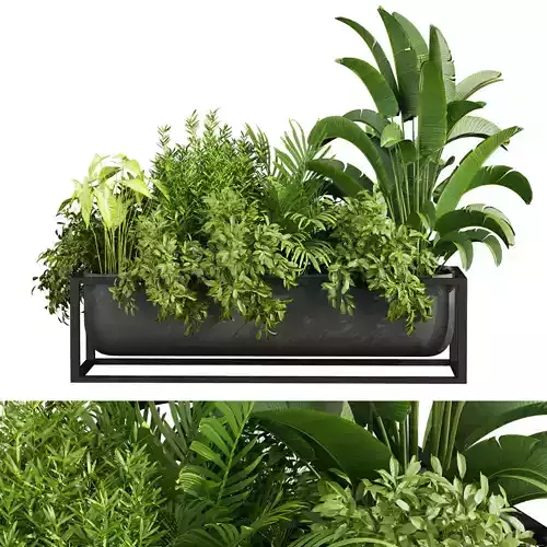 plant vol 735 - box - banana - bush