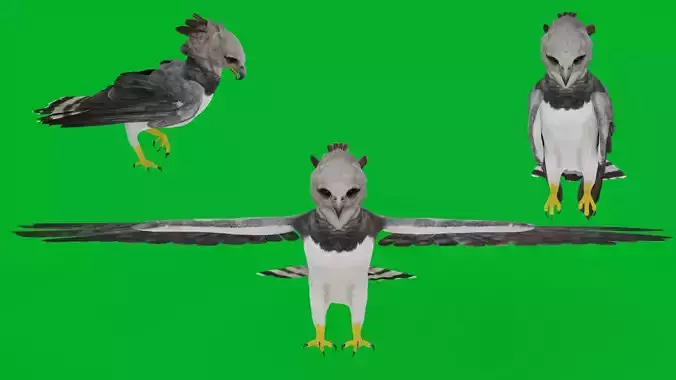 Harpy Eagle Bird