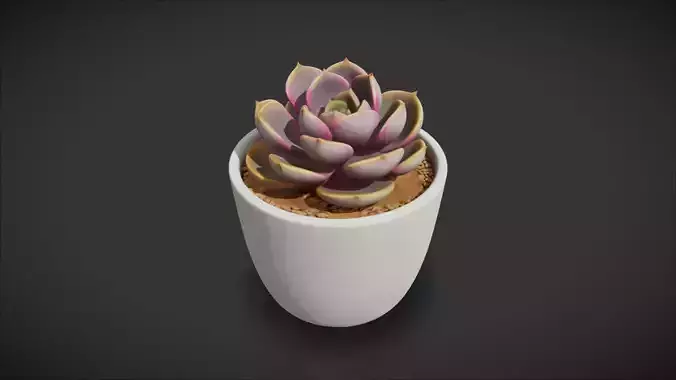 Succulent Plant 02