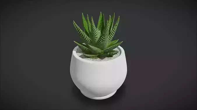 Succulent Plant 03