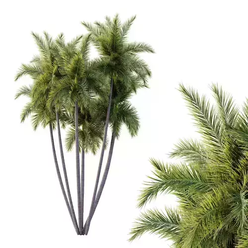 Roystonea Regia Tree 07