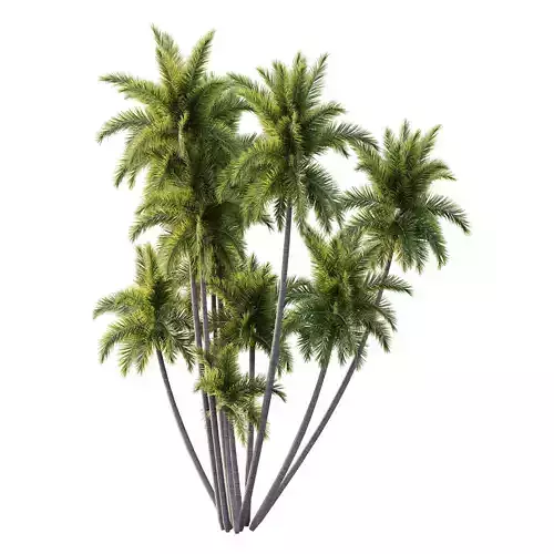 Roystonea Regia Tree 08