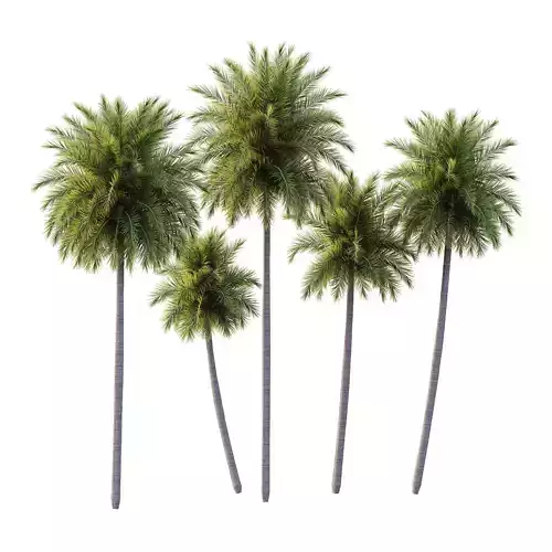 Roystonea Regia Tree 09