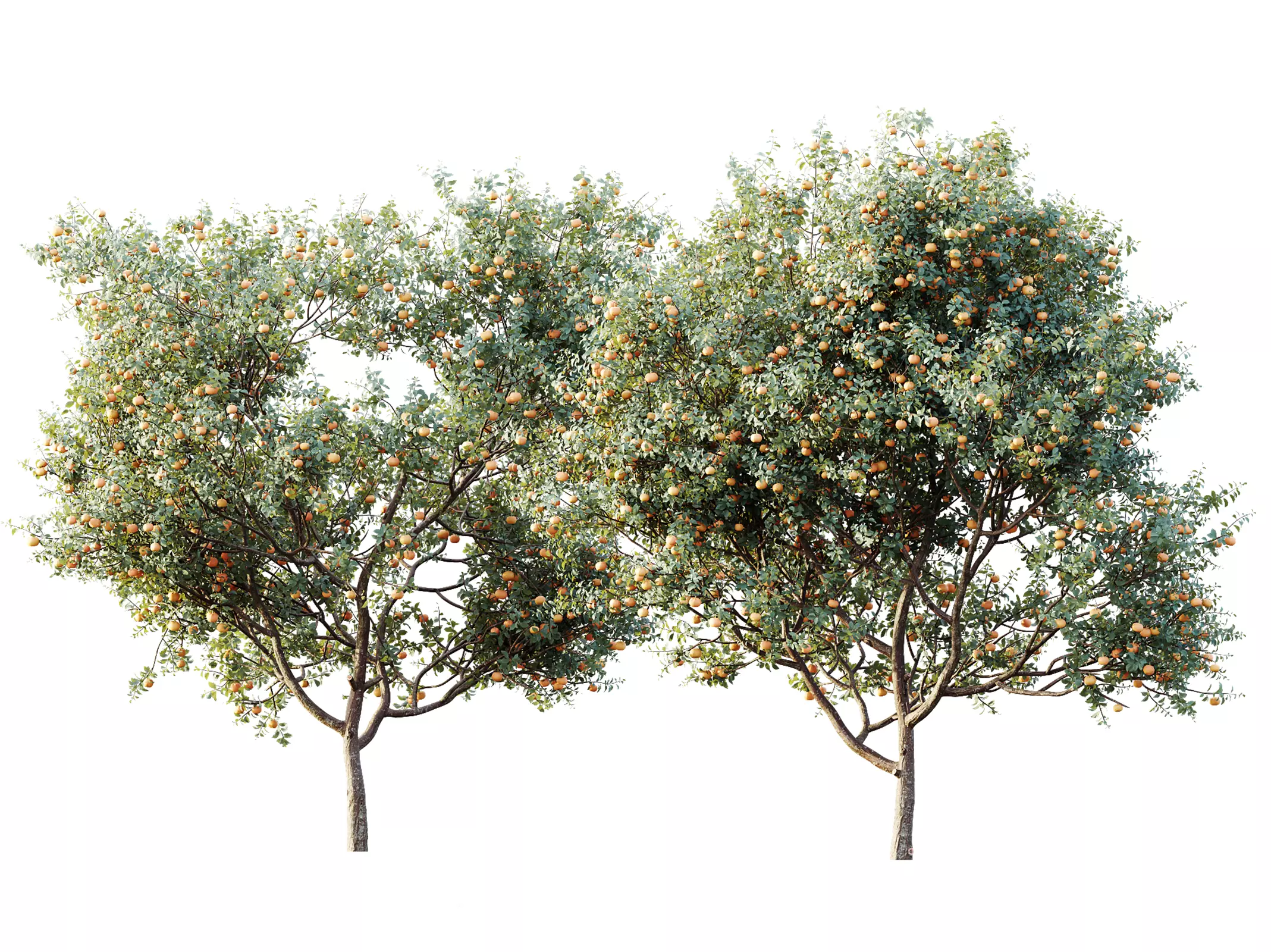 AV Plants Citrus Dancy Mandarin Tangerine Version02 3D model