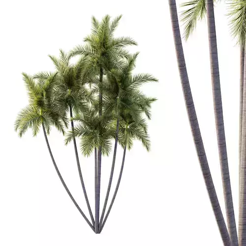 Roystonea Regia Tree 10