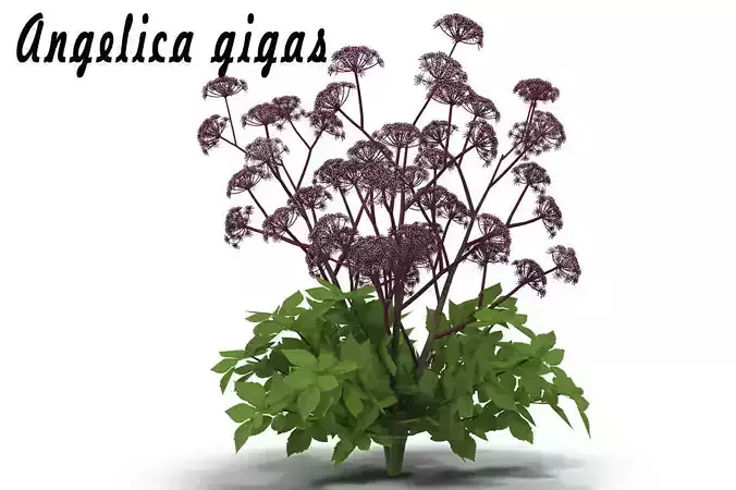 Angelica gigas