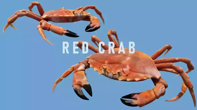 Animated Crab
