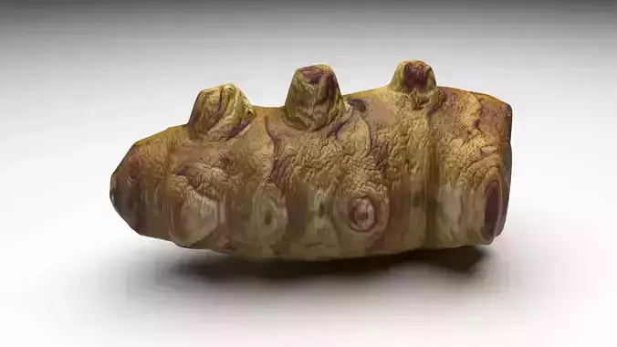 Jerusalem Artichoke 3D model 3