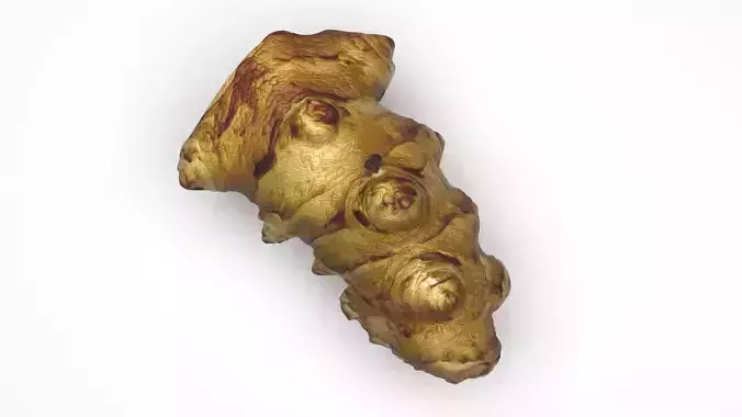 Jerusalem Artichoke 3D model 2