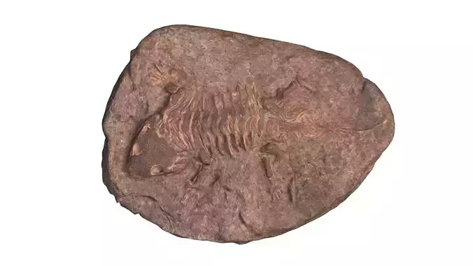 Fossil