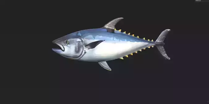 Realistic Tuna Fish  Game Ready 3D Model