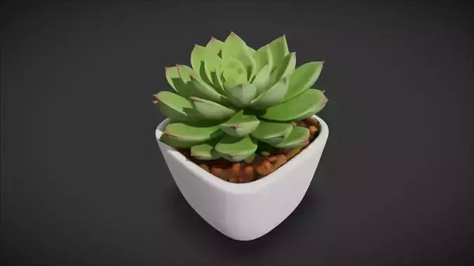 Succulent Plant 04