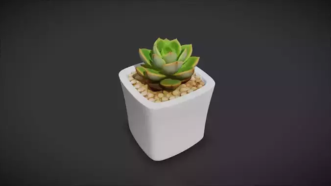 Succulent Plant 06