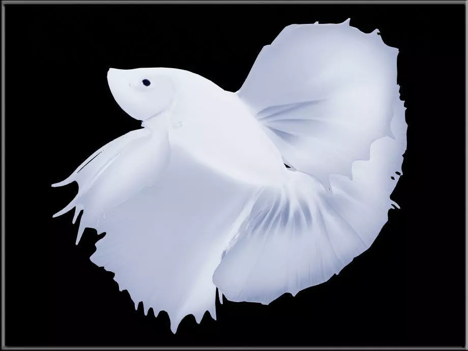 Platinum White Halfmoon Betta Low-poly 3D model