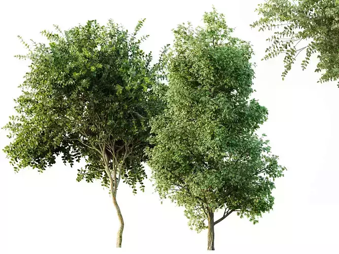 AV Tulip poplar and Joy Perfume Orange Michelia Champaca