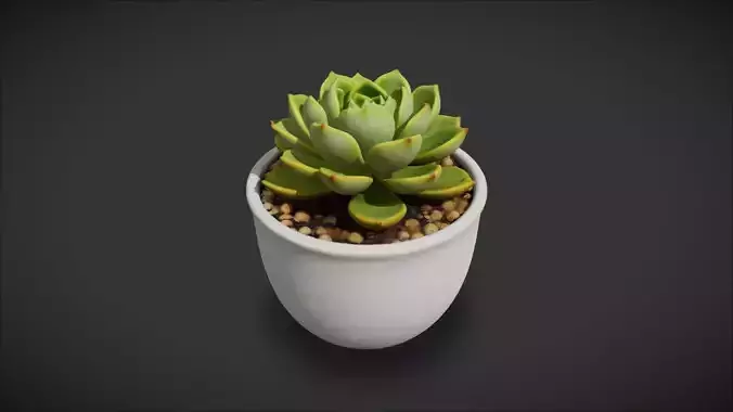 Succulent Plant 08