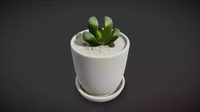Succulent Plant 09