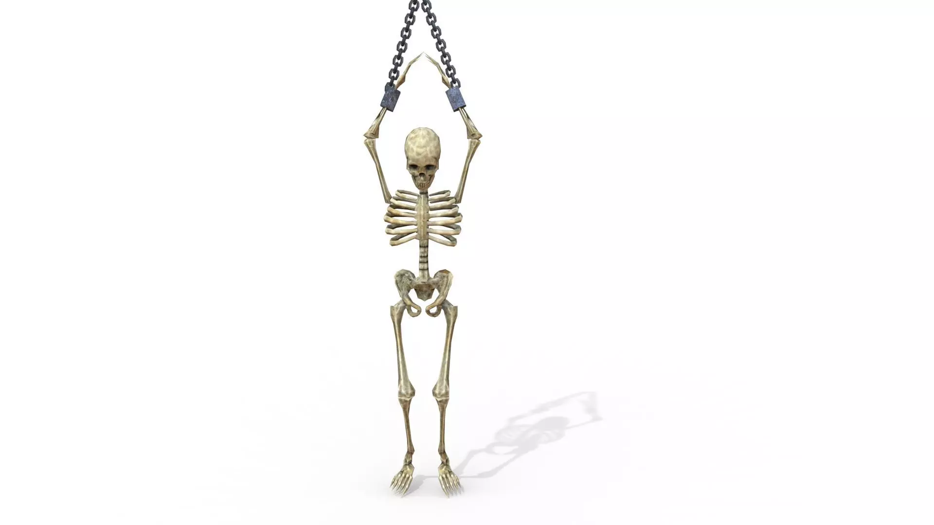 Human Skeleton Real Low-poly 3D model