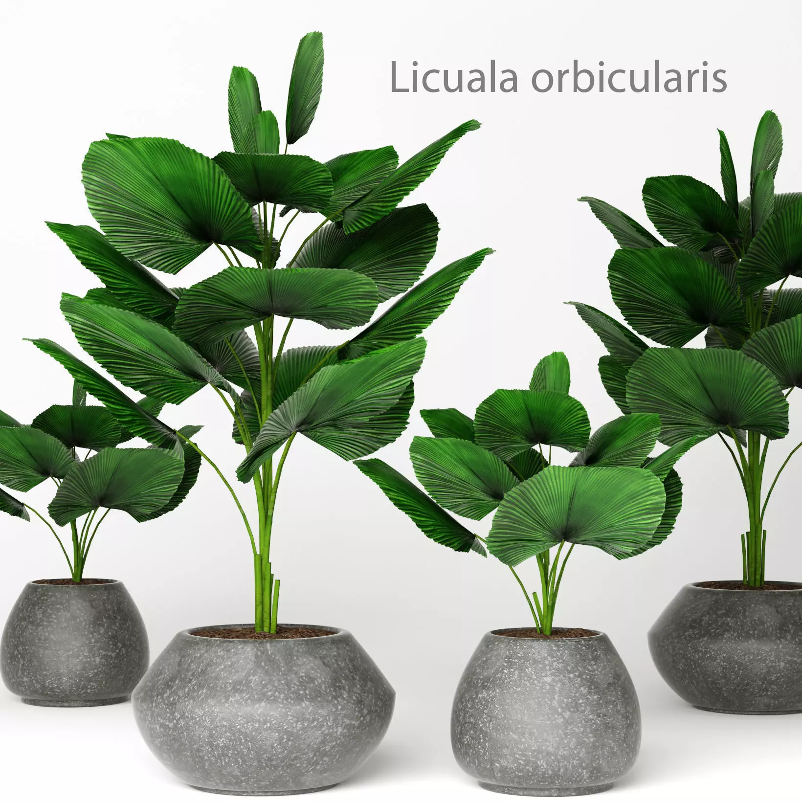 Licuala orbicularis 2 3D model
