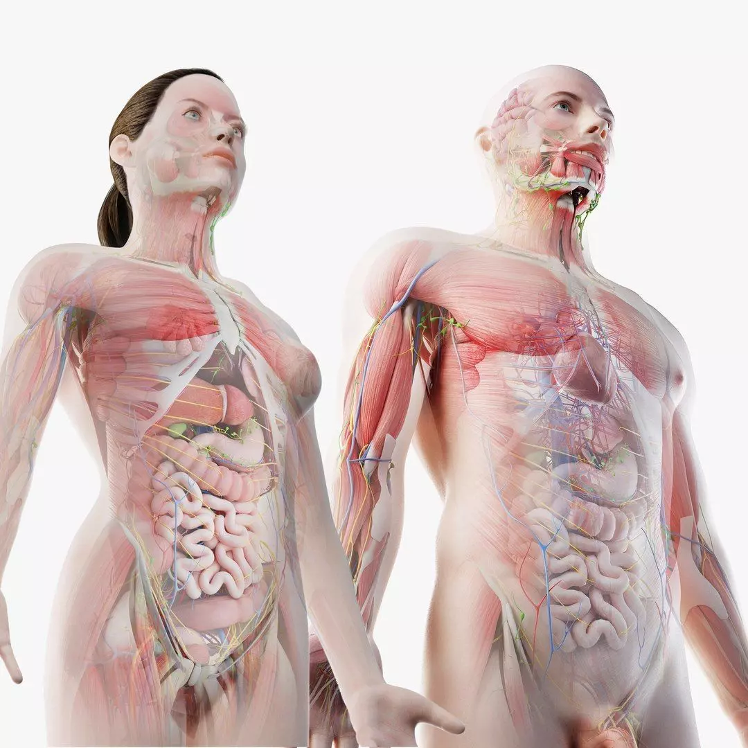 full-male-and-female-anatomy-