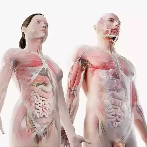 Full Male And Female Anatomy  