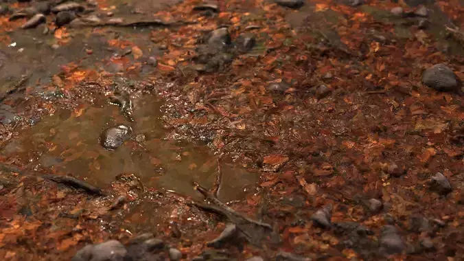 Autumn Forest Floor 8K PBR Texture Texture