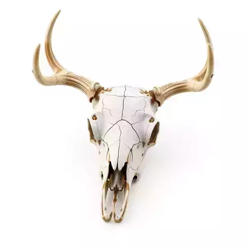 Realistic Aged Deer Skull with Antlers