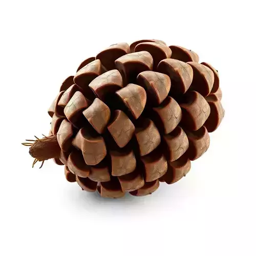 Realistic Detailed Pine Cone 3D Model