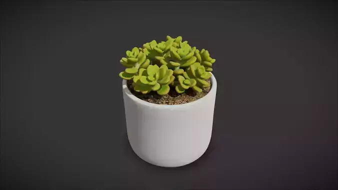 Succulent Plant 10