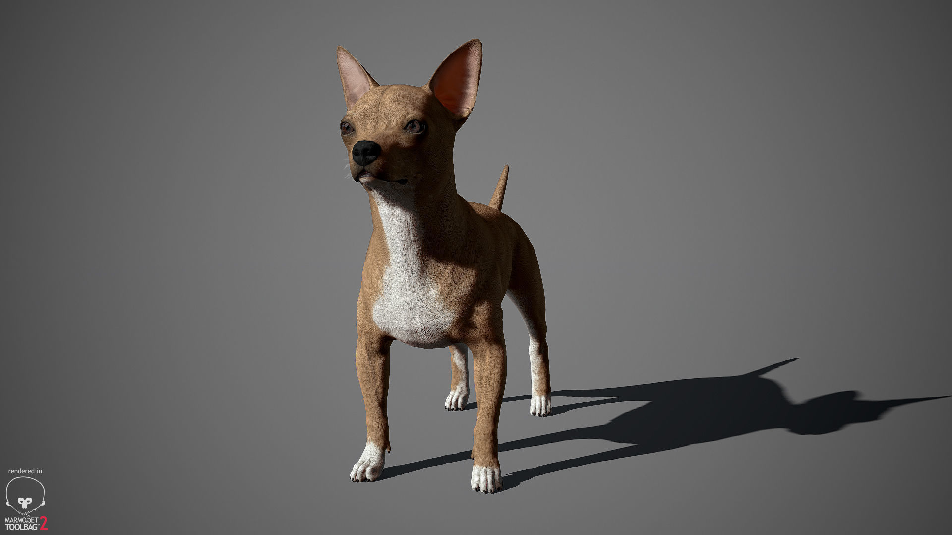 Chihuahua Real-Time Low-poly 3D model_9