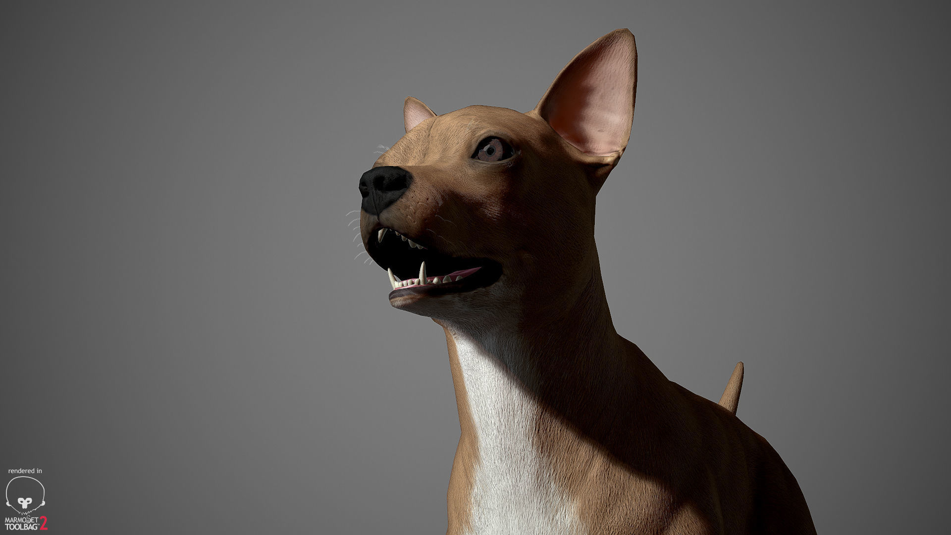 Chihuahua Real-Time Low-poly 3D model_19