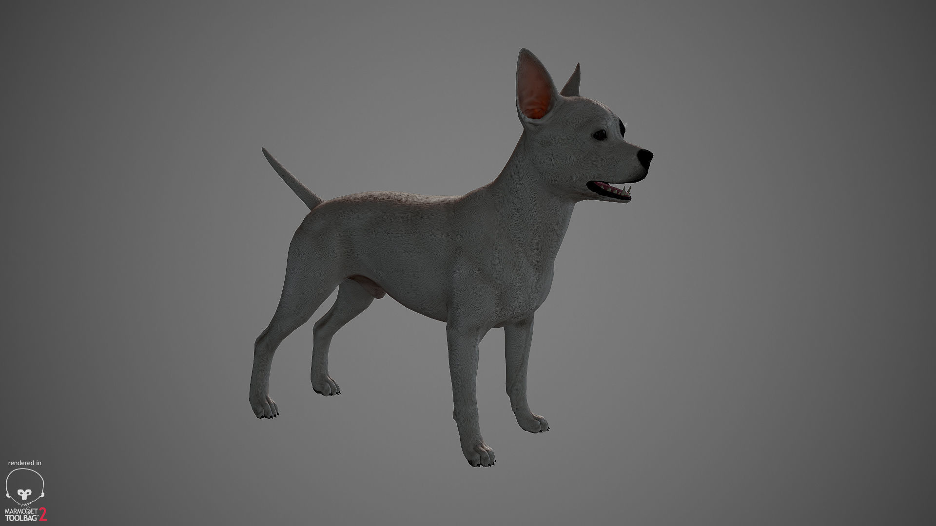 Chihuahua Real-Time Low-poly 3D model_27