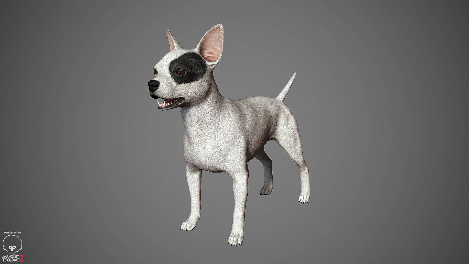 Chihuahua Real-Time Low-poly 3D model_24