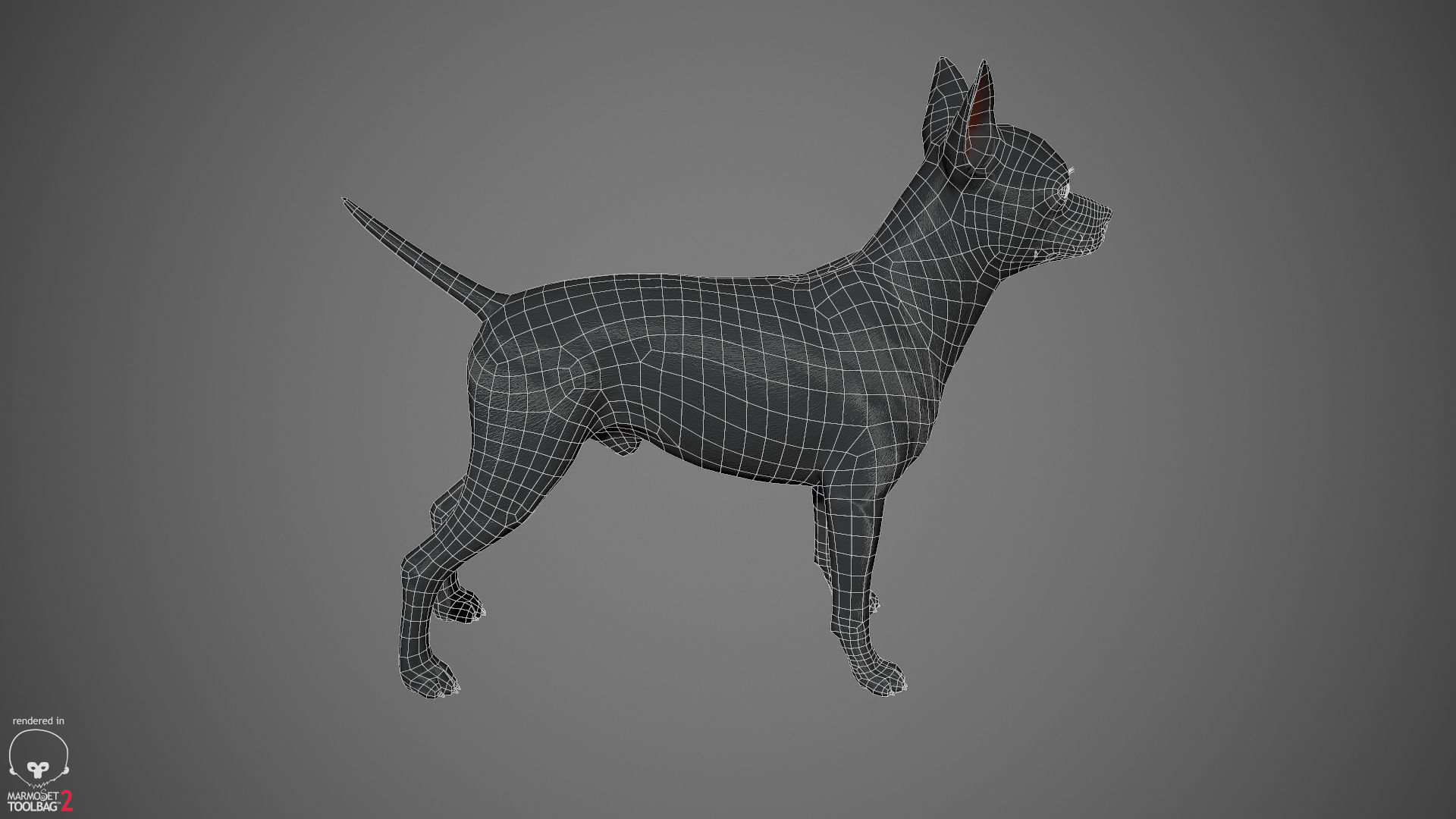 Chihuahua Real-Time Low-poly 3D model_37