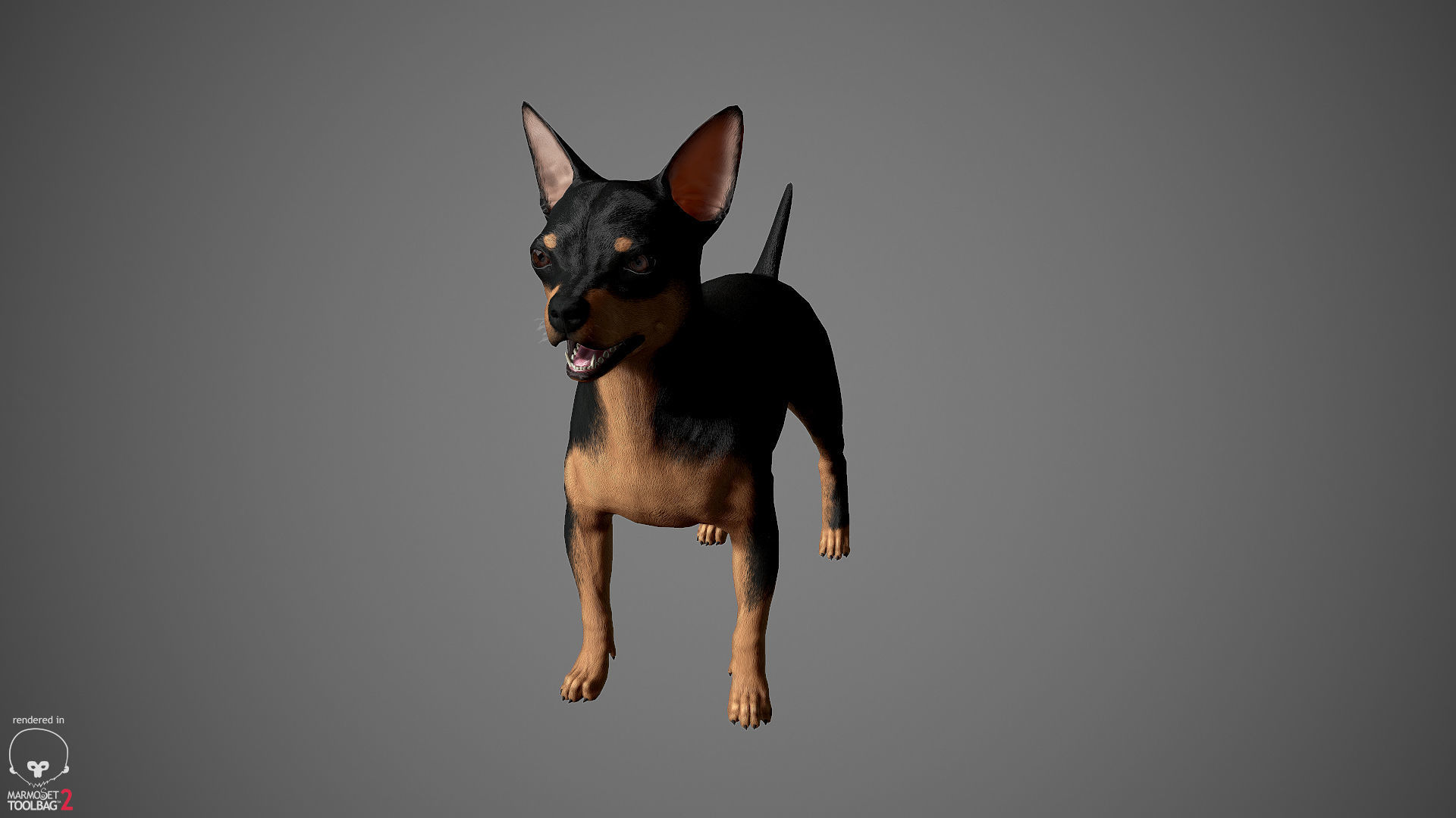 Chihuahua Real-Time Low-poly 3D model_29