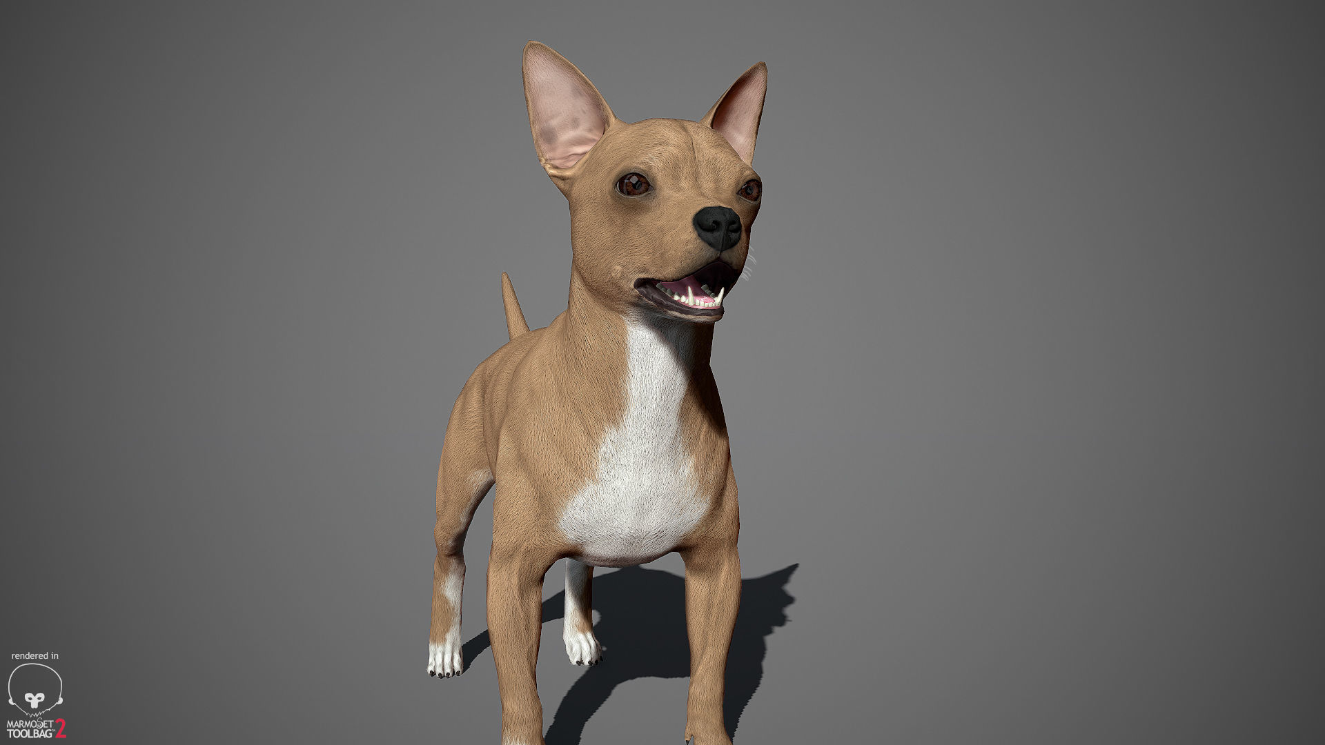 Chihuahua Real-Time Low-poly 3D model_17