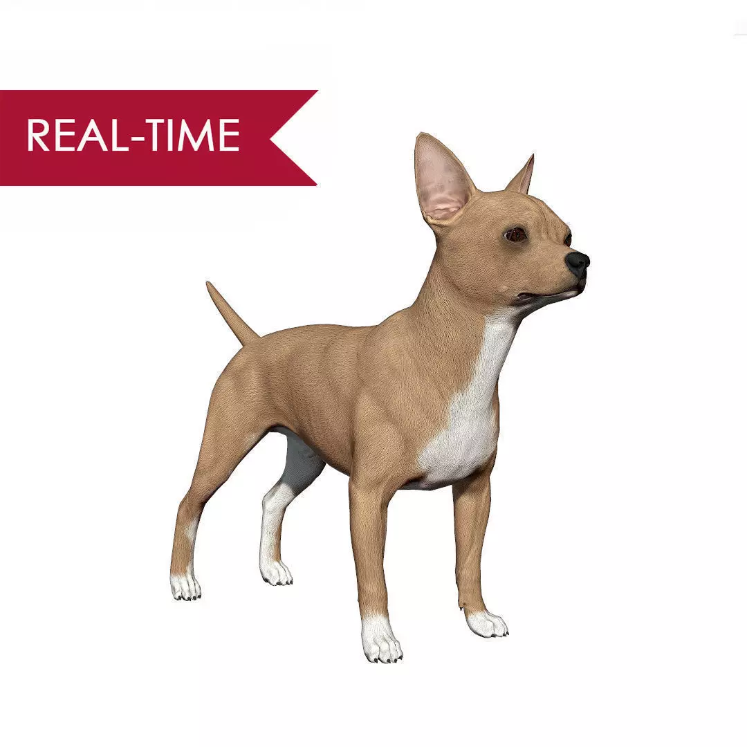 Chihuahua Real-Time Low-poly 3D model_0