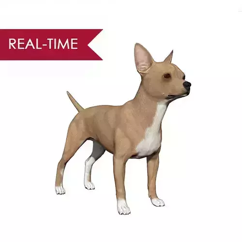 Chihuahua Real-Time Low-poly 3D model