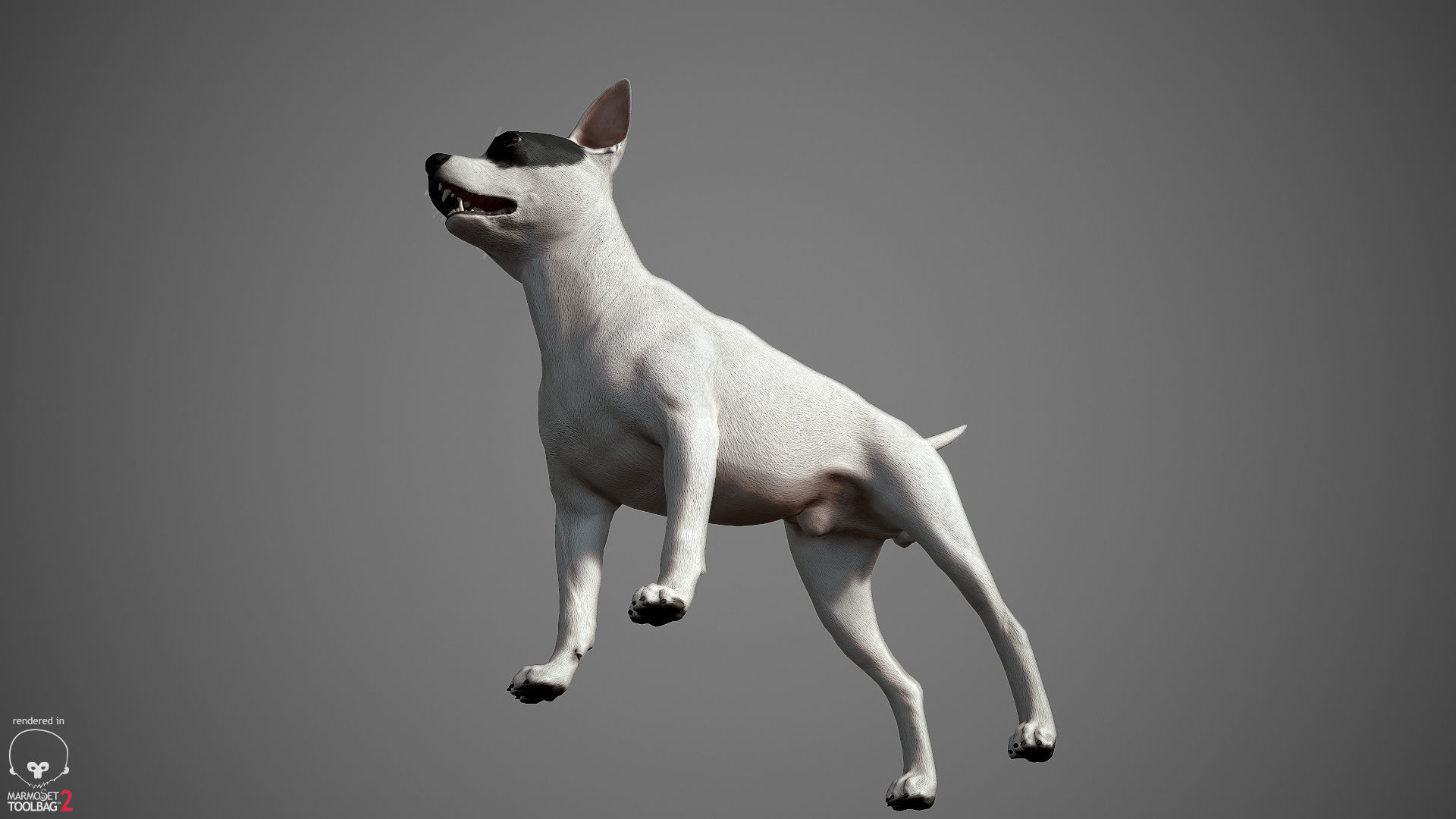 Chihuahua Real-Time Low-poly 3D model_26