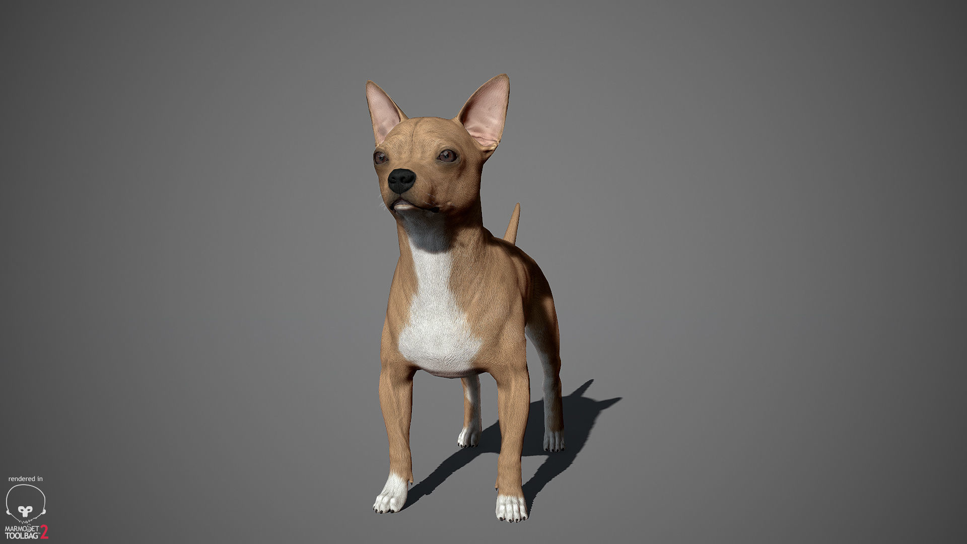 Chihuahua Real-Time Low-poly 3D model_8