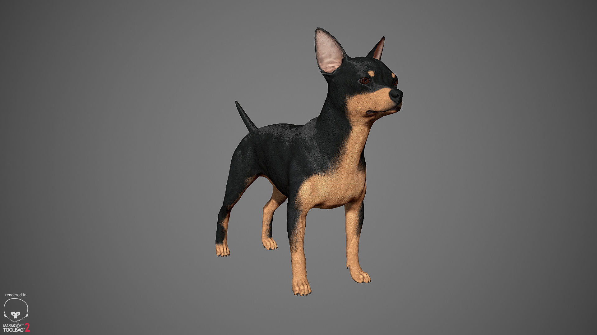 Chihuahua Real-Time Low-poly 3D model_32