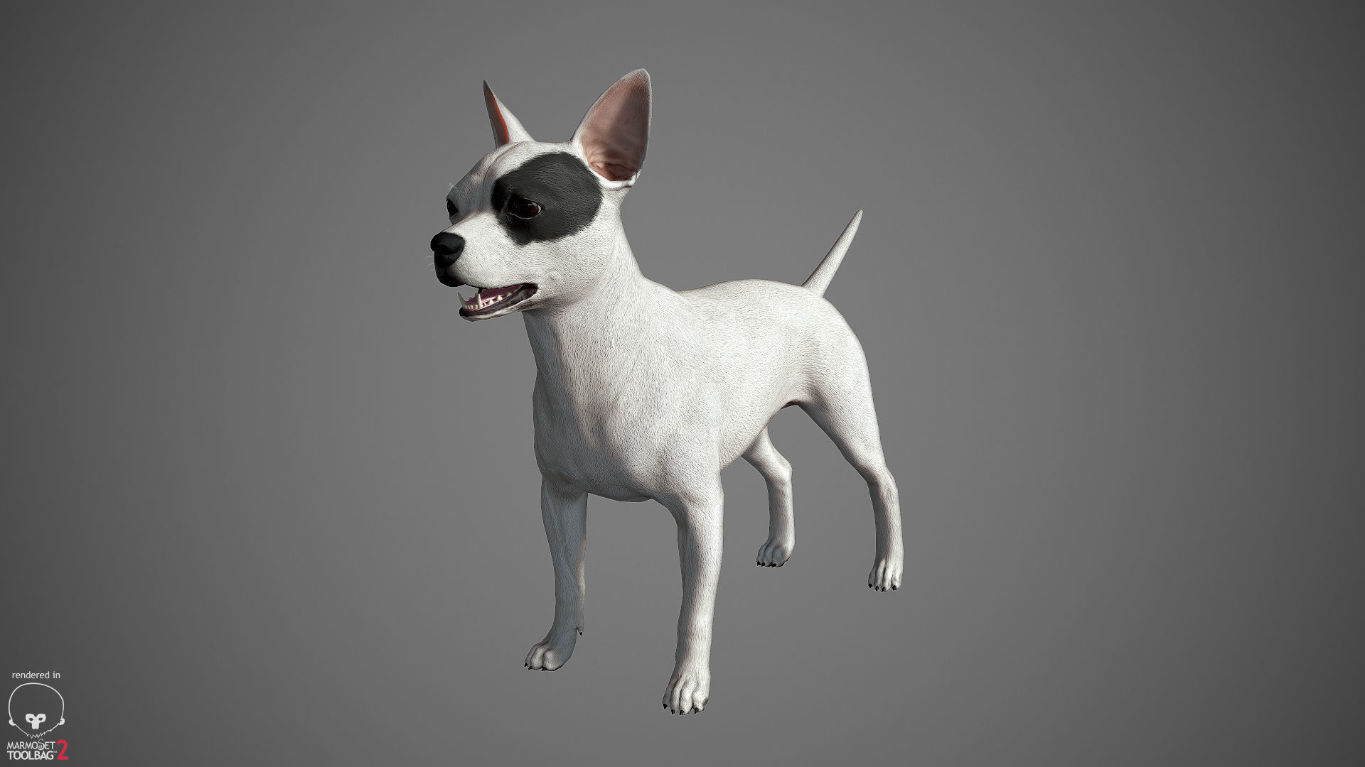 Chihuahua Real-Time Low-poly 3D model_23