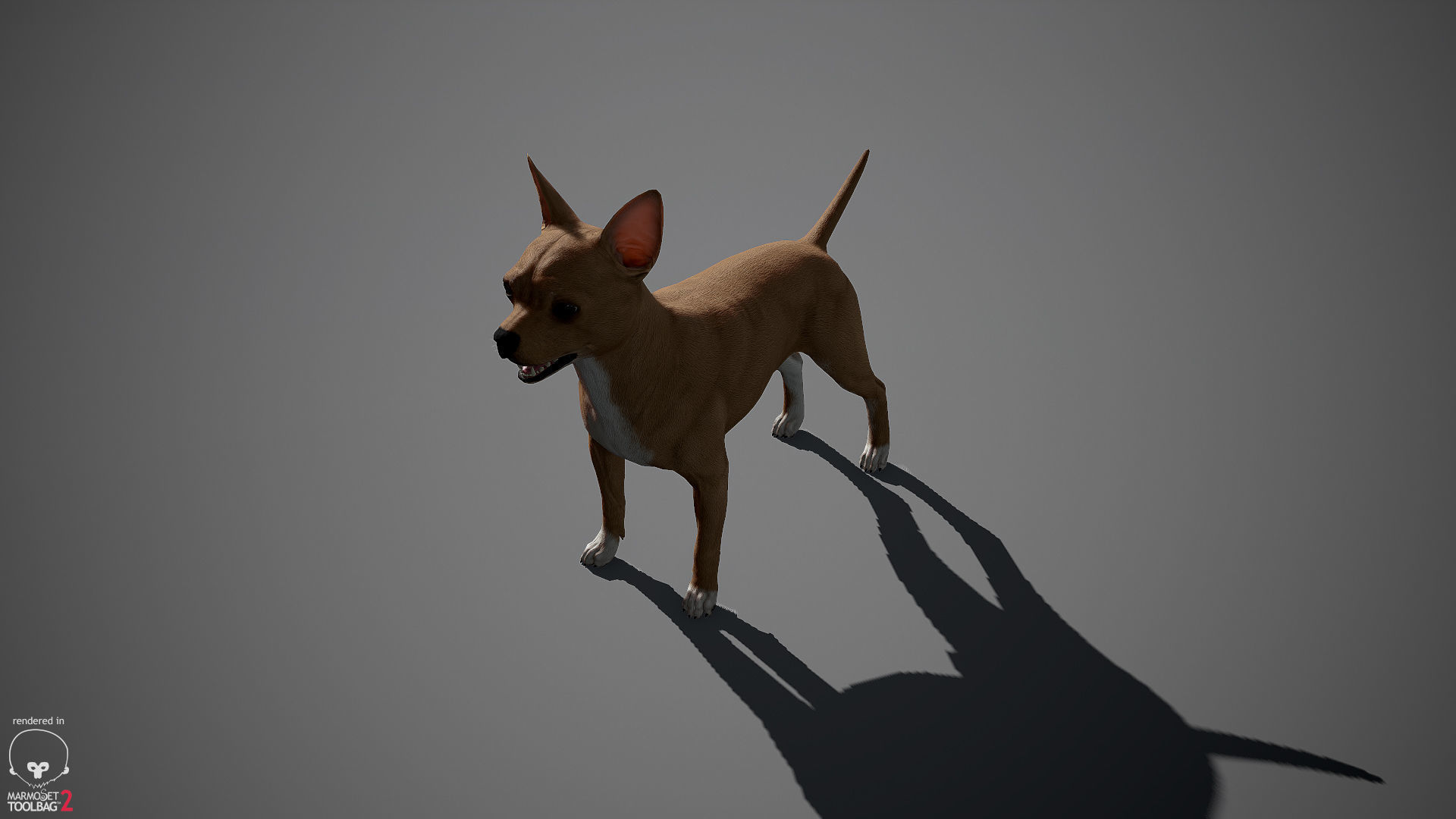 Chihuahua Real-Time Low-poly 3D model_21