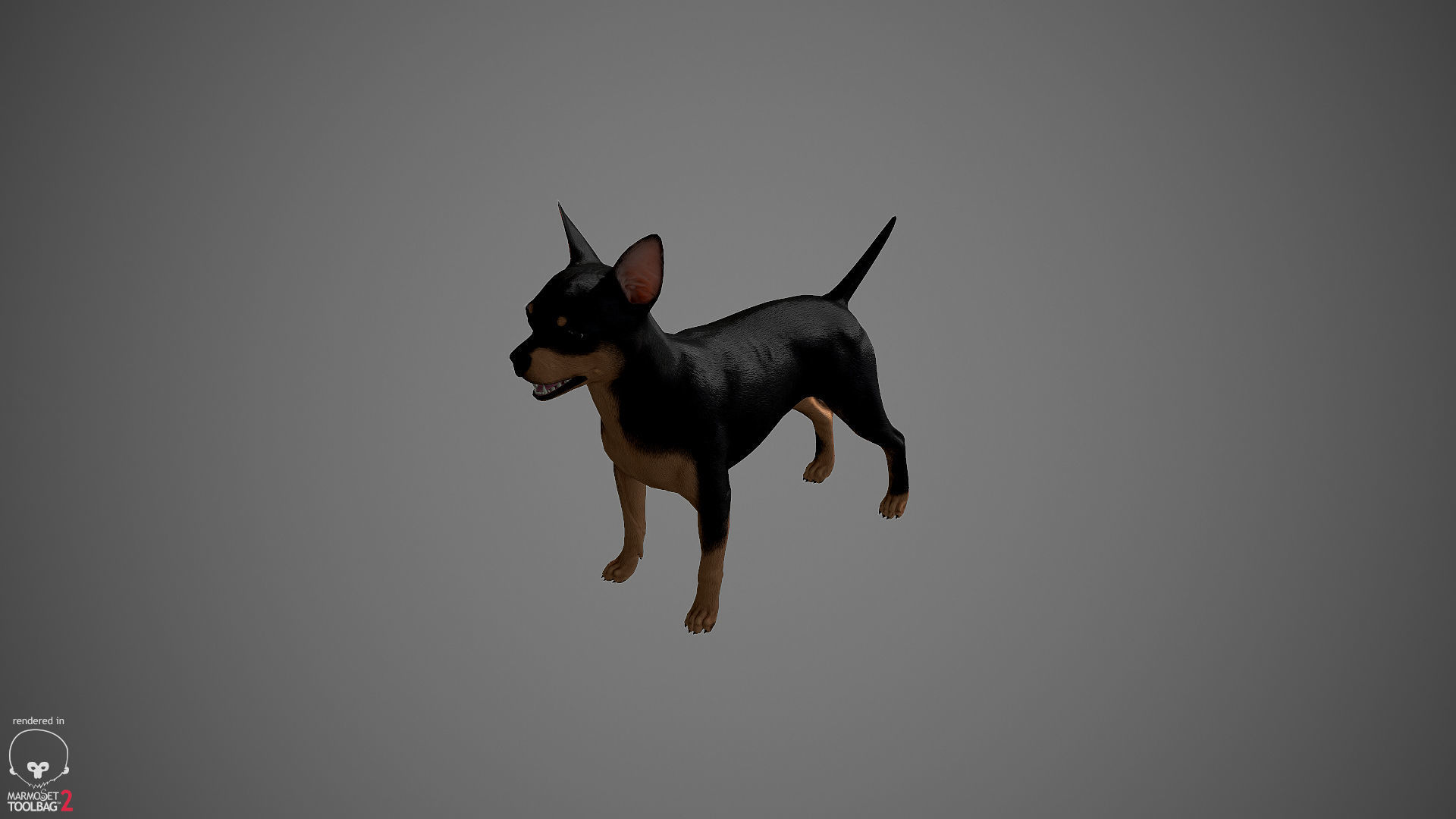 Chihuahua Real-Time Low-poly 3D model_30