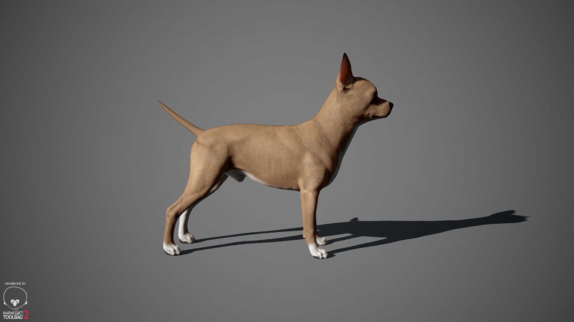 Chihuahua Real-Time Low-poly 3D model_14