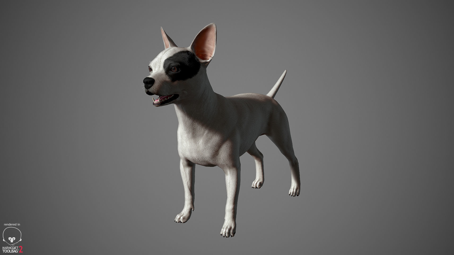Chihuahua Real-Time Low-poly 3D model_25