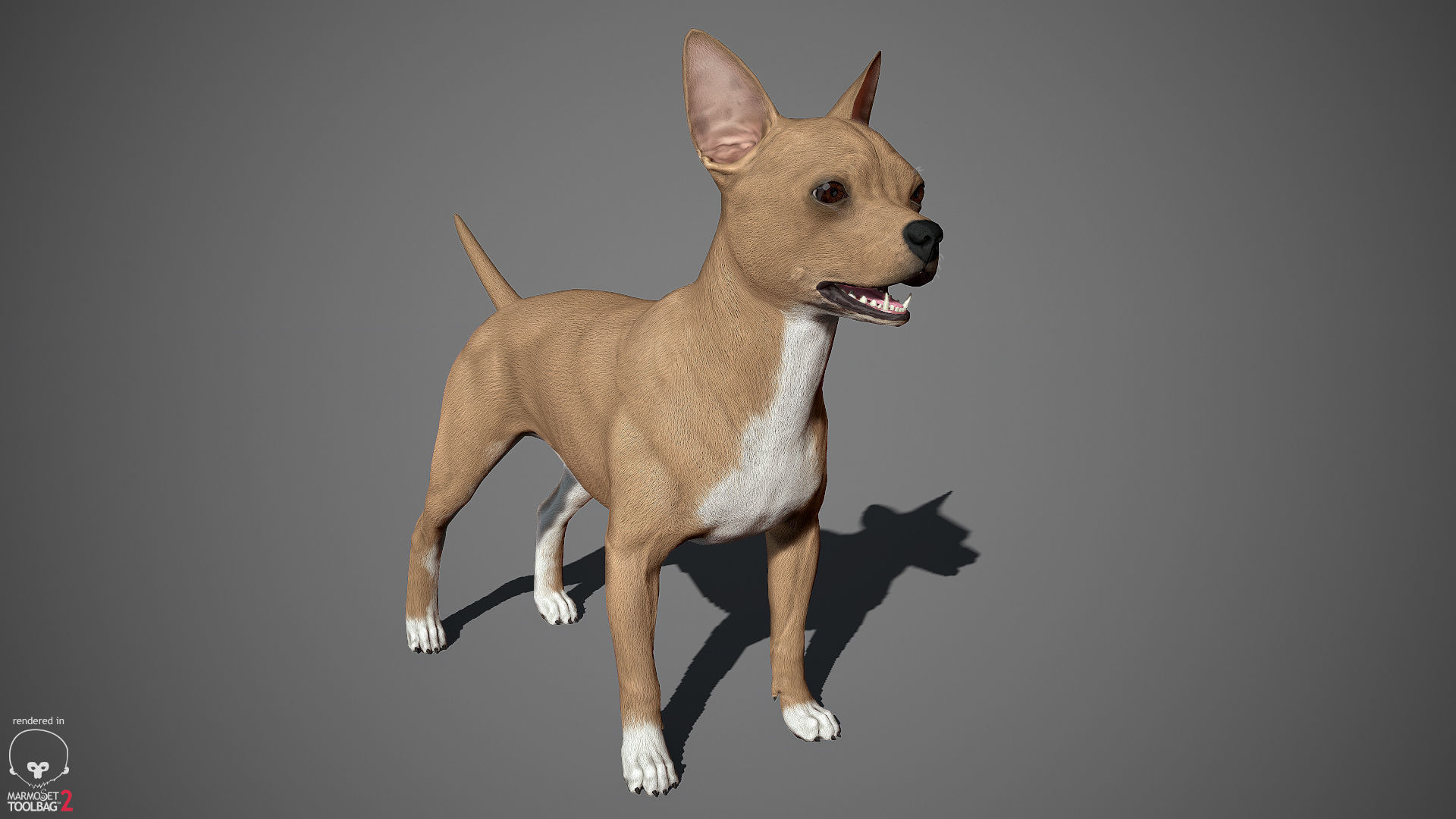 Chihuahua Real-Time Low-poly 3D model_20