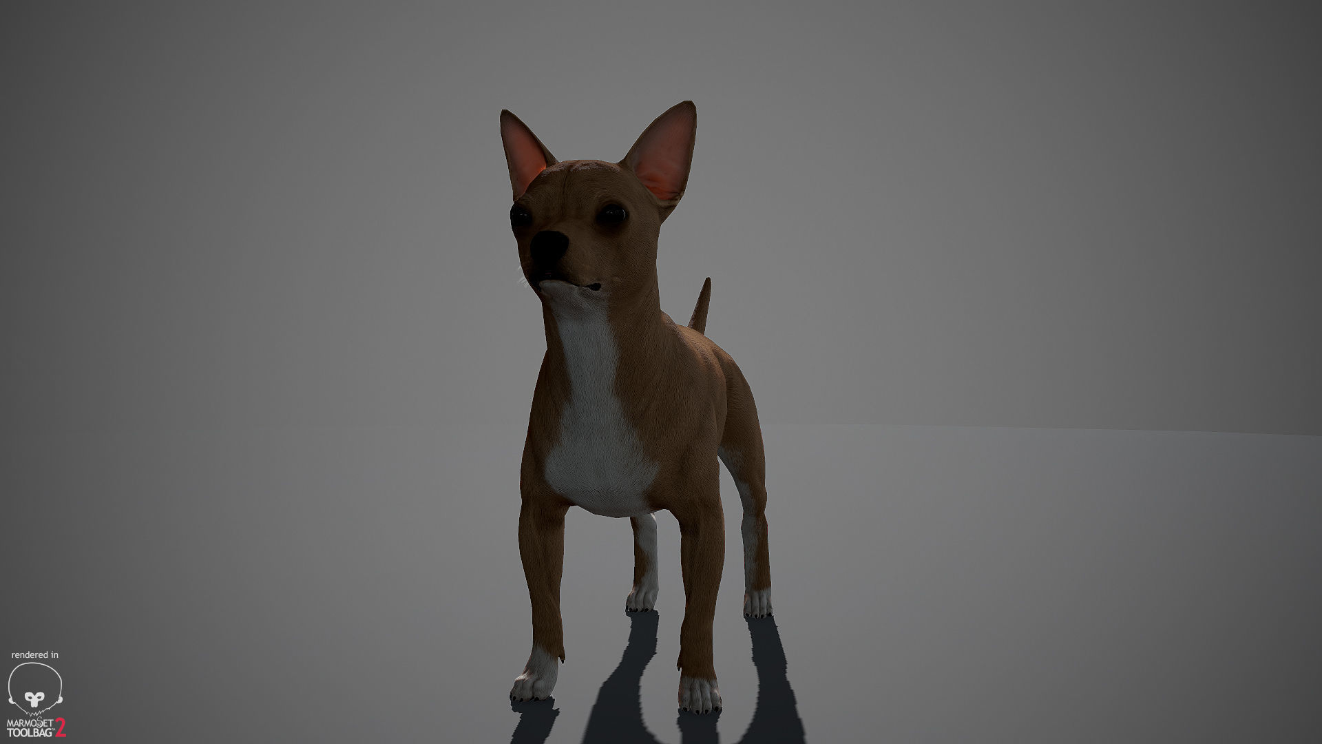 Chihuahua Real-Time Low-poly 3D model_7