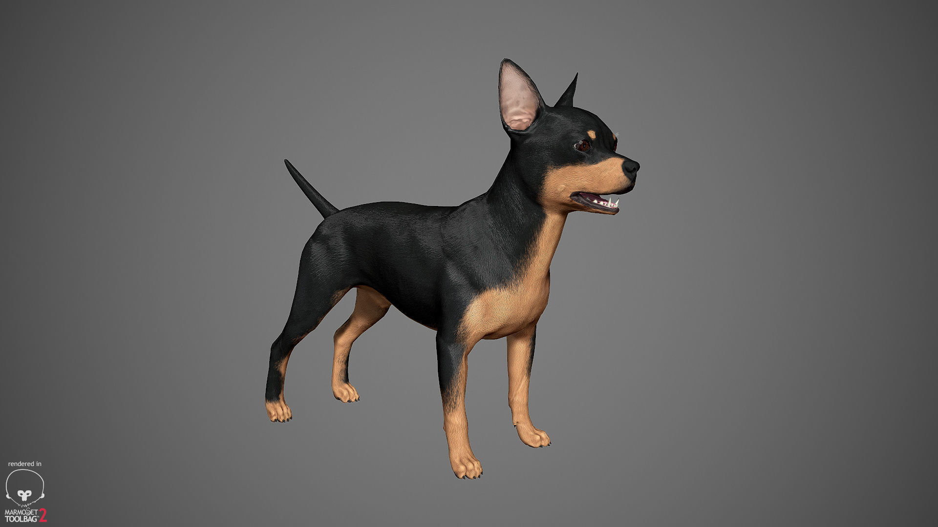 Chihuahua Real-Time Low-poly 3D model_28