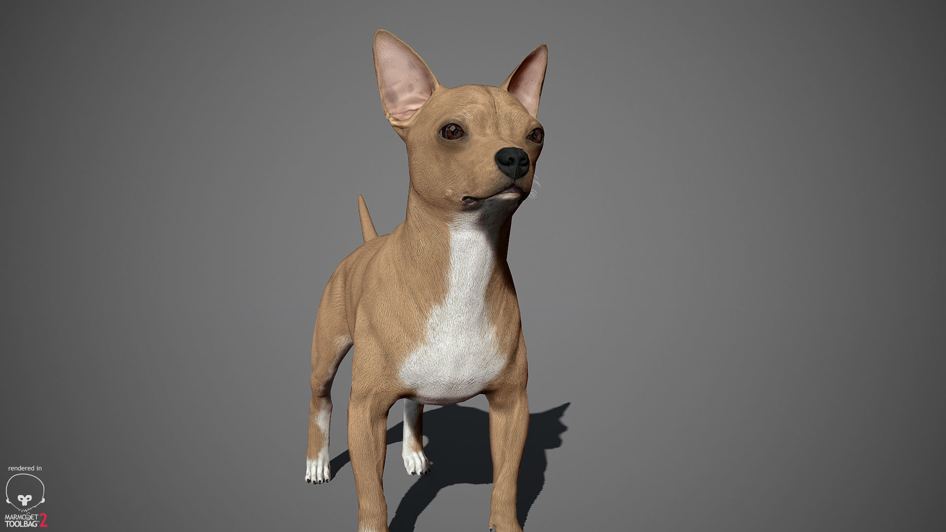 Chihuahua Real-Time Low-poly 3D model_16